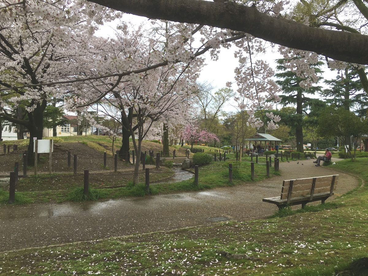 二条公園の桜