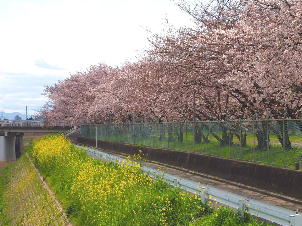 長岡京駅周辺の桜