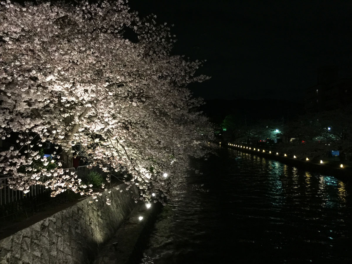 平安神宮川沿いの桜